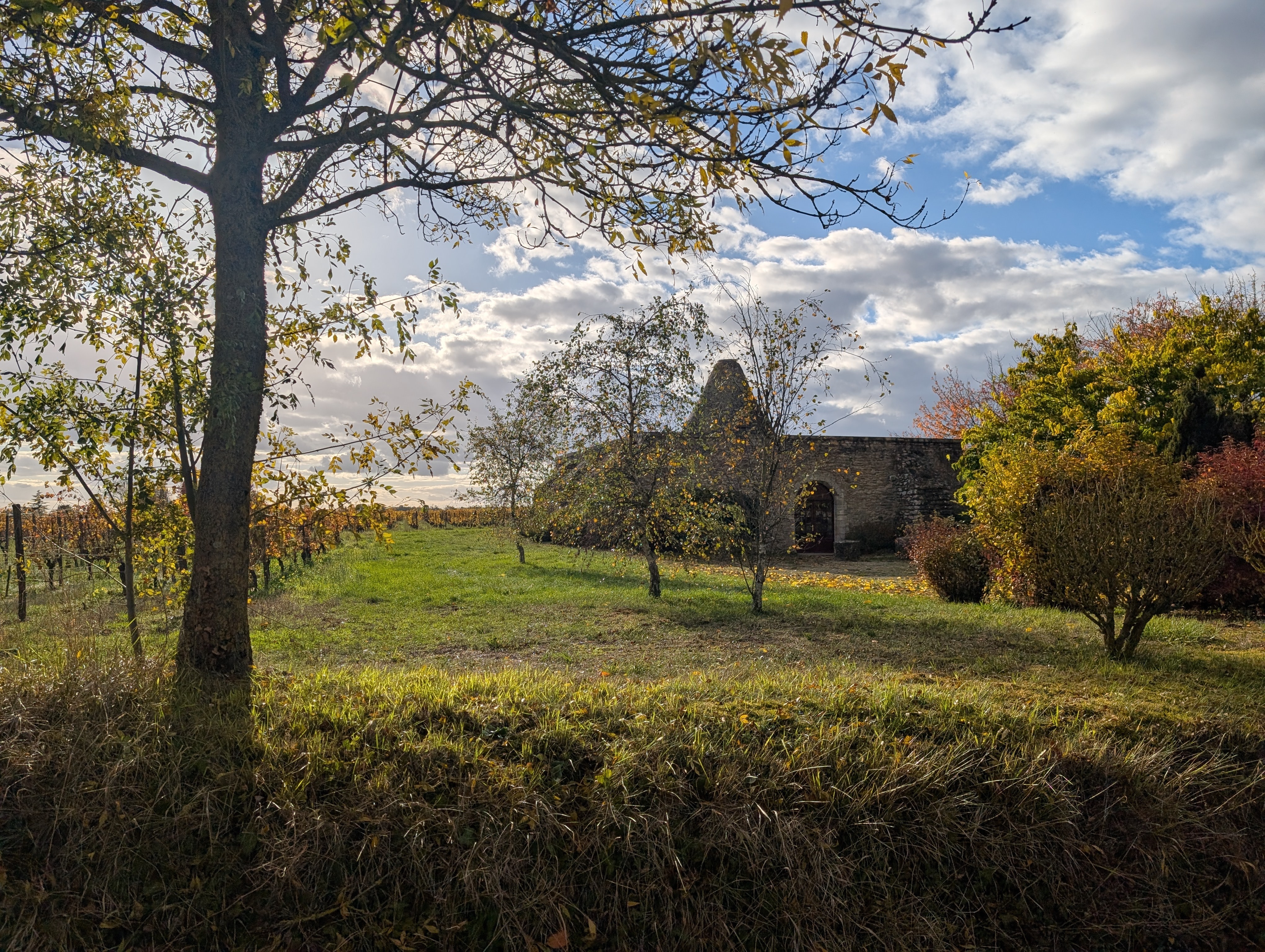 moulin de montreuil au milieu des vignes